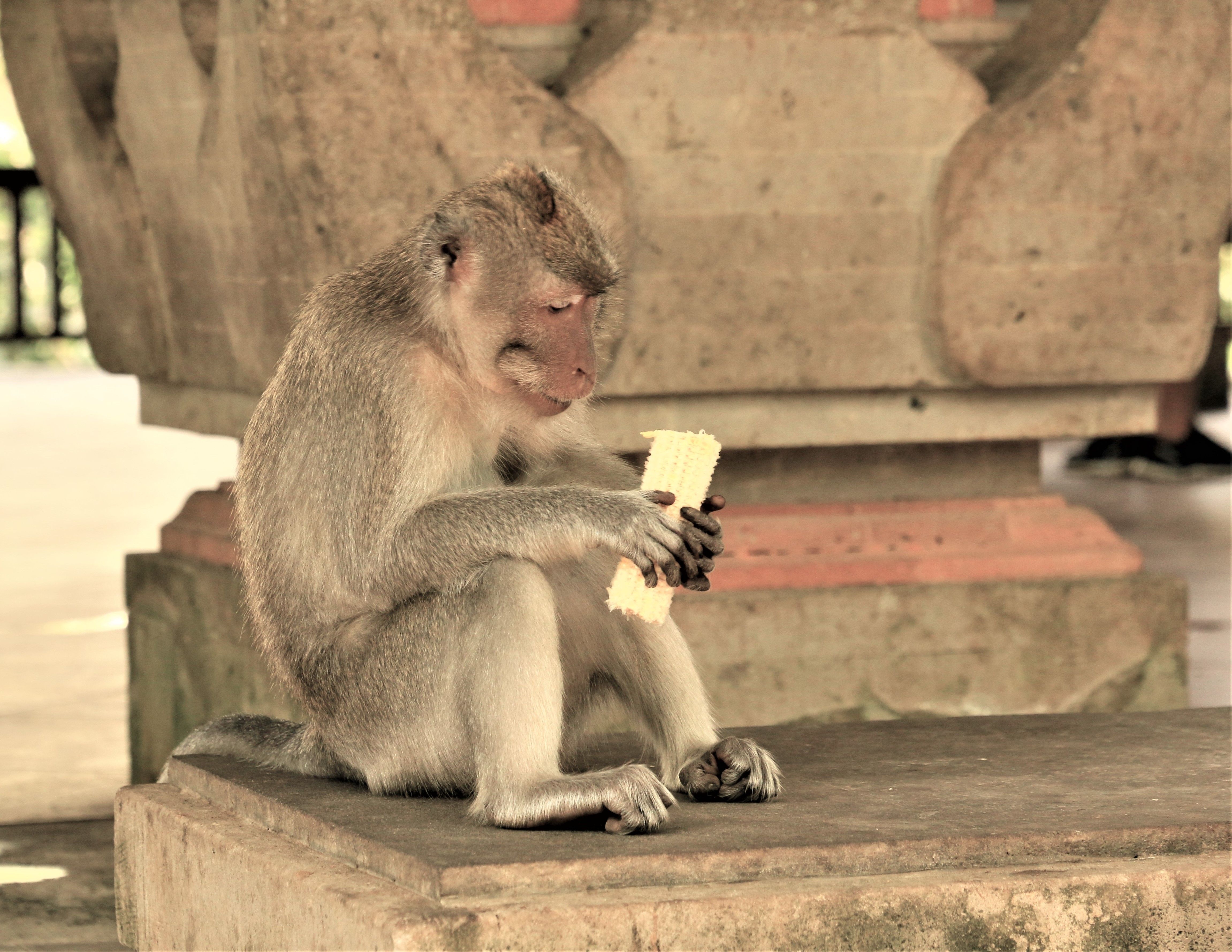 Ubud monkeys